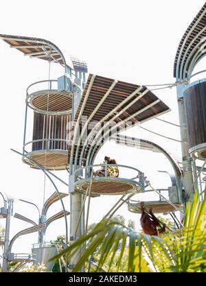 Artistic impression of Sumatran Orangutans living on an artificial tree structure in Perth Zoo, Western Australia. Stock Photo