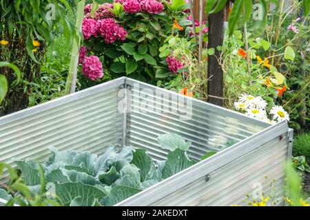 Hotbed in late summer, cabbage, flowers Vegetable patch plot cold frame in garden growing vegetables Stock Photo