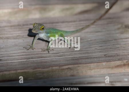 A little Green Tree Lizard on the Caribbean island of Antigua Stock Photo