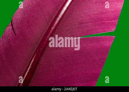 Close up Bird feather with red light. Beautiful background texture. Macro photography view. The texture of a red pen. Stock Photo