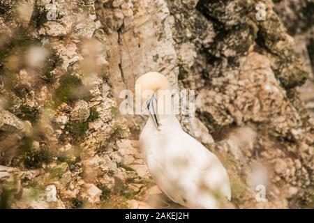 gannet on the cliffs Ray Boswell Stock Photo