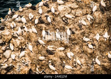 colony Gannets Bempton Ray Boswell Stock Photo