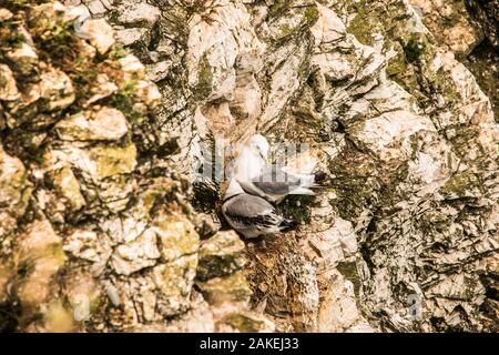 clinging to the cliffs Ray Boswell Stock Photo