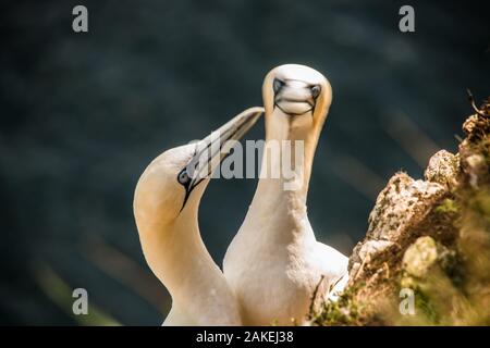 gannets by the sea Bempton Ray Boswell Stock Photo