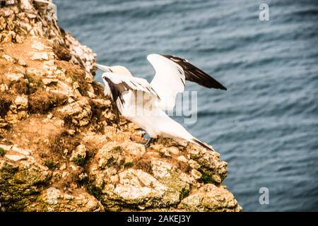 take off on the cliffs Bempton Ray Boswell Stock Photo