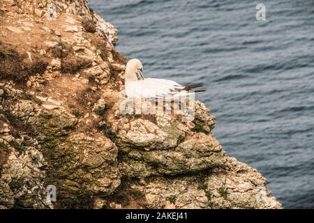 preening cliffs Gannet  Ray Boswell Stock Photo