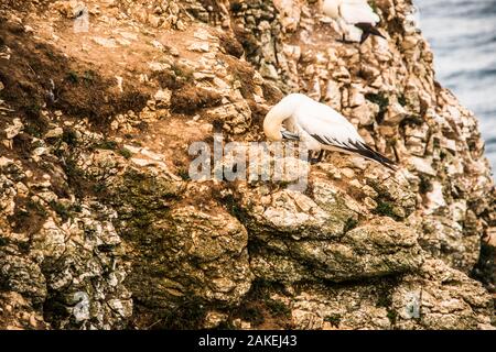 bird on cliffs Gannet  Ray Boswell Stock Photo