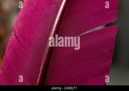 Close up Bird feather with red light. Beautiful background texture. Macro photography view. The texture of a red pen. Stock Photo