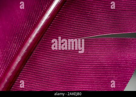 Close up Bird feather with red light. Beautiful background texture. Macro photography view. The texture of a red pen. Stock Photo