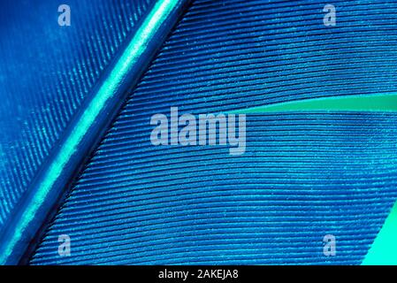 Close up Bird feather with blue red light. Beautiful background texture. Macro photography view. The texture of a red pen. Stock Photo