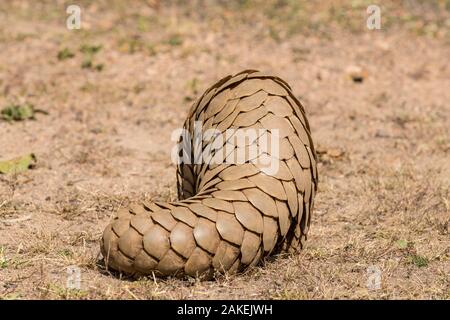 Indian Pangolin (Manis crassicaudata) rear view of body and tail covered with scales, Kanha National Park, Madhya Pradesh, India. Stock Photo