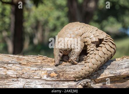 Indian pangolin (Manis crassicaudata) foraging for food, probably termites, Kanha National Park, Madhya Pradesh, India. Stock Photo