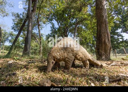 Indian pangolin (Manis crassicaudata) foraging for food, Kanha National Park, Madhya Pradesh, India. Stock Photo