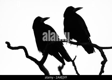 Two Rooks (Corvus frugilegus) silhouetted as they perch on a tree branch at their roost site at sunset, Gloucestershire, UK, February. Stock Photo