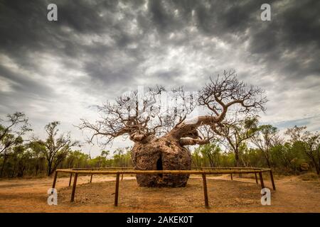 The 'Prison' Boab tree / Australian baobab (Adansonia gregorii) which ...