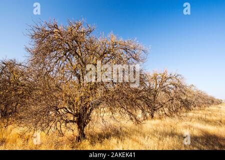 Abandoned dead and dying Orange trees that no longer have water to irrigate them near Bakersfield, California, USA. October 2014. Stock Photo