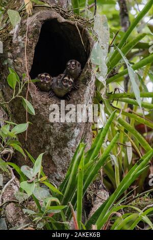 Three Spix's night monkeys (Aotus vociferans) looking out of a hole in a tree trunk, Cuyabeno National Park, Sucumbios, Ecuador. Stock Photo