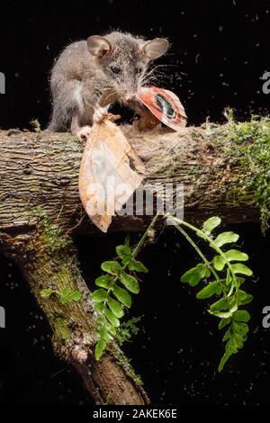 Juvenile Andean mouse opossum (Marmosops impavidus) eating a moth, El ...