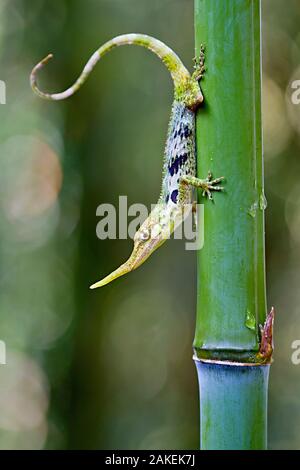 Pinocchio lizard (Anolis proboscis) male on stem, Mindo, Pichincha, Ecuador, Endangered species. Stock Photo