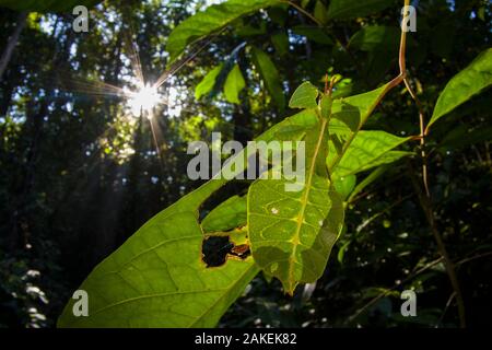 Leaf insect (Phyllium sp.) camouflaged in rainforest, Mulu National Park, Borneo. Stock Photo