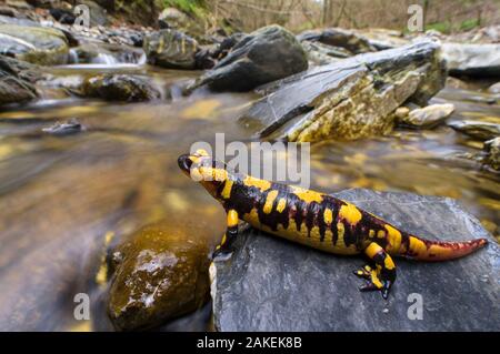 Fire salamander (Salamandra salamandra) female   almost ready to give birth to her larvae into the stream, Apennines. Antola Regional Park, Italy Stock Photo