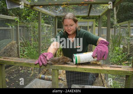 Water vole (Arvicola amphibius) reintroduction at Sevenoaks Wildlife Reserve. Clare Stalford of the Wildwood Trust Conservation Dept  in Wildwood's breeding centre separating young voles from the founder breeding stock. Kent, England, UK. Model released. Stock Photo