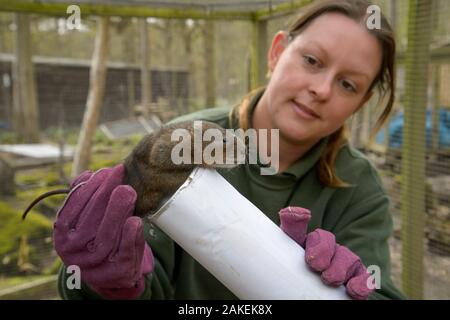 Clare Stalford of the Wildwood Trust Conservation Dept  selecting Water Voles (Arvicola amphibius)for release into the wild. Kent, England, UK. Model released Stock Photo