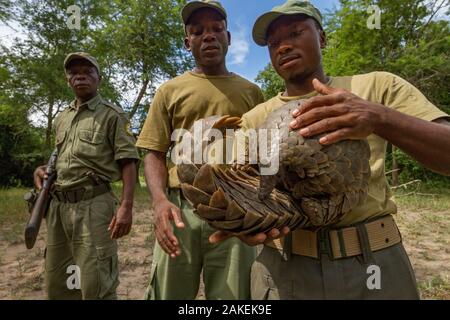 Park ranger holding a Cape pangolin / Temminck's ground pangolin  (Smutsia temminckii), rescued from poachers. This picture was taken shortly before freeing the pangolin. Gorngosa National Park, Mozambique Stock Photo