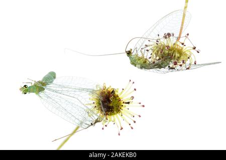 Carnivorous sundew (Drosera sp) composite with Green lacewing, William Bay National Park, Western Australia. Meetyourneighbours.net project.
