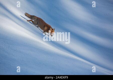 Red fox (Vulpes vulpes) walking through snow. Central Apennines, Molise, Italy, February. Stock Photo