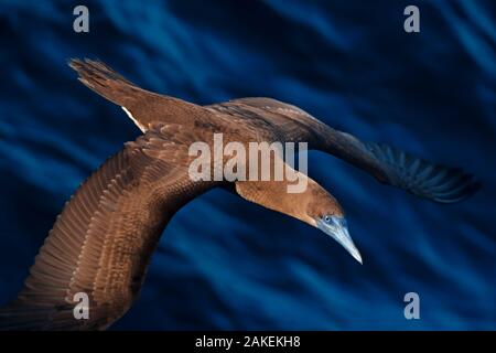 Brown booby (Sula leucogaster) flying over San Pedro Martir Island Protected Area, Gulf of California (Sea of Cortez), Mexico, July Stock Photo