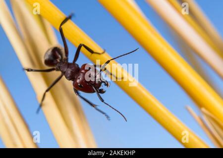 Namib Desert dune ant (Camponotus detritus), soldier looking for food amongst vegetation in the dunes, Namaqua, Namibia Stock Photo