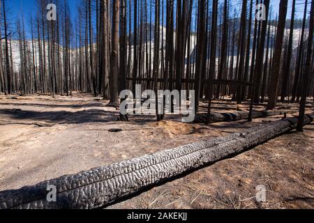 Forest fire destroys an area of forest in the Little Yosemite Valley, Yosemite National Park, California, USA. Most of California was in exceptional drought, the highest classification of drought, which led to an increasing number of wild fires.  October 2014 Stock Photo