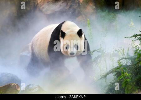 Giant panda (Ailuropoda melanoleuca) female, Huan Huan, out in her enclosure in mist, Captive at Beauval Zoo, Saint Aignan sur Cher, France  The mist is created artificially by machine, in order to create a cooler environment, closer to the conditions in their natural mountain habitat in China