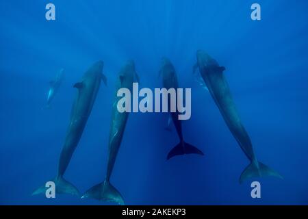 False killer whales (Pseudorca crassidens), Northern New Zealand Stock Photo