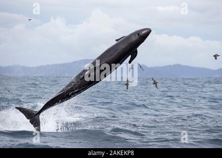 False killer whales (Pseudorca crassidens) breaching,  Northern New Zealand Stock Photo