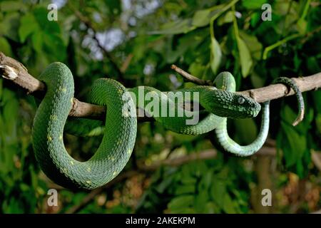 Massimo on X: Atheris chlorechis, also known as Western bush viper, is a  venomous viper species found only in the forests of West Africa. Here you  see one stretching its jaws [read more:  [source of  the gif