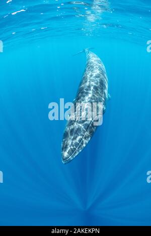 Bryde's whale (Balaenoptera edeni)  Trincomalee, Eastern Province, Sri Lanka, Bay of Bengal, Indian Ocean Stock Photo