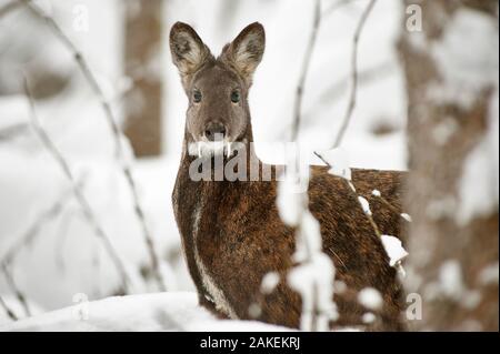 Siberian musk deer (Moschus moschiferus) male in snow, Irkutsk, Russia. January. Stock Photo