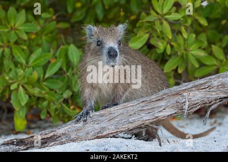 Desmarest's hutia (Capromys pilorides doceleguas), Jardines de la Reina / Gardens of the Queen, Caribbean Sea, Ciego de Avila, Cuba, January Stock Photo