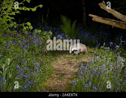Badger (Meles meles) walking track amidst bluebells,  Rookery Wood, Sussex, England Stock Photo