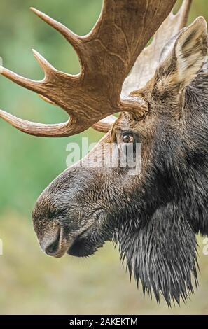 Moose (Alces alces) bull portrait,  Baxter State Park, Maine, USA. Stock Photo