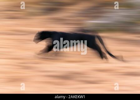 Black panther / melanistic Leopard (Panthera pardus) running, blurred motion. Captive. Non-ex Stock Photo