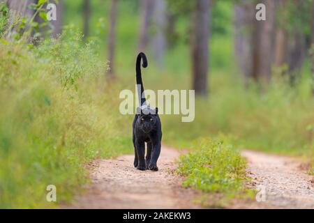 Melanistic leopard / Black panther (Panthera pardus)  on territorial patrol on track, Nagarahole National Park, Nilgiri Biosphere Reserve, Karnataka, India. Stock Photo