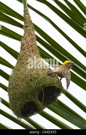 Baya weaver (Ploceus philippinus) on its nest in Tongbiguan Nature Reserve, Dehong prefecture, Yunnan province, China. May Stock Photo