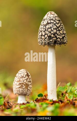 Magpie fungus (Coprinus picaceus), New Forest National Park, Hampshire, England, UK. October. Stock Photo