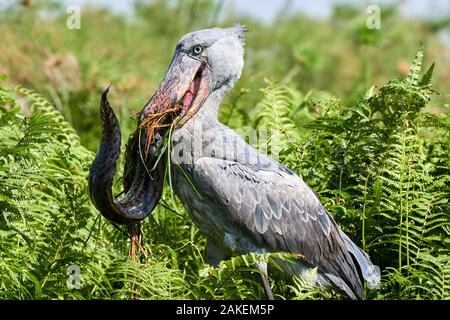 Shoebill stork (Balaeniceps rex) female feeding on a Spotted African lungfish (Protopterus dolloi) in the swamps of Mabamba, Lake Victoria, Uganda.. Sequence 2/13 Stock Photo