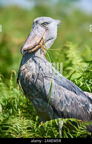 Shoebill stork (Balaeniceps rex) after eating a Spotted African lungfish in the swamps of Mabamba, Lake Victoria, Uganda. Stock Photo