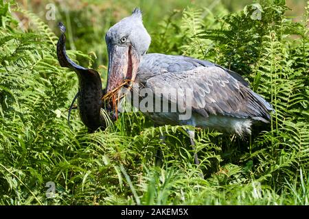 Shoebill stork (Balaeniceps rex) feeding on a Spotted African lungfish (Protopterus dolloi) in the swamps of Mabamba, Lake Victoria, Uganda. Stock Photo