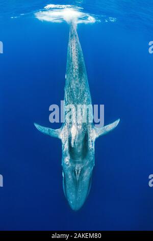 Blue whale (Balaenoptera musculus) diving beneath the surface.  Indian Ocean, Sri Lanka. Stock Photo